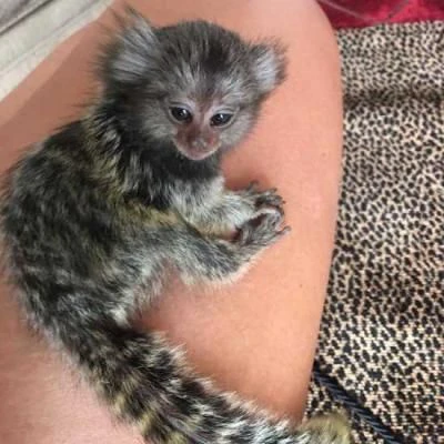 scimmie marmoset disponibili | Foto 3