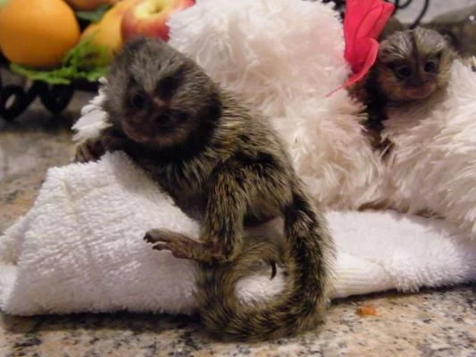 scimmie marmoset disponibili | Foto 2