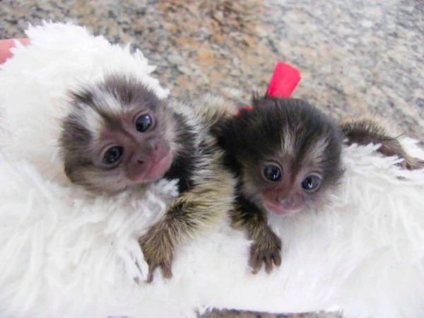 scimmie marmoset disponibili | Foto 1