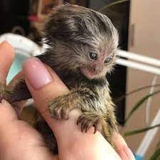 scimmie marmoset disponibili | Foto 0