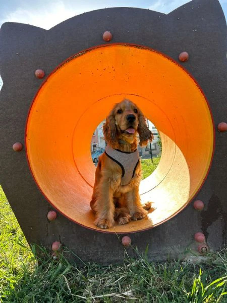 cocker per monta 