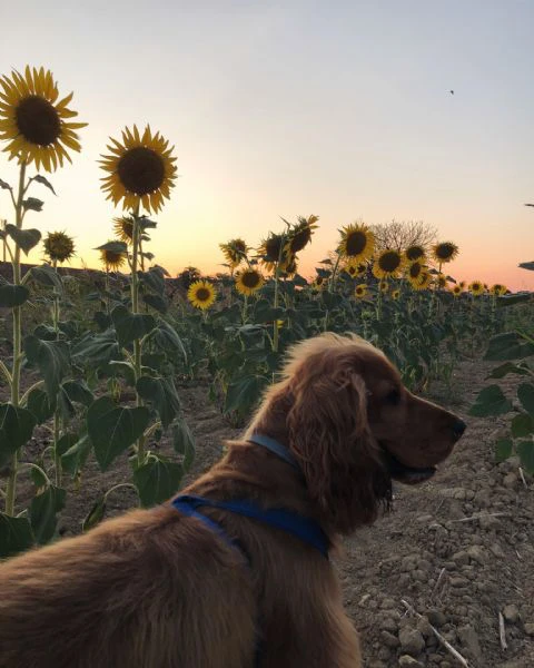 cocker per monta  | Foto 0