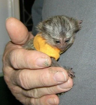 scimmie marmoset da dito, scimmie disponibili