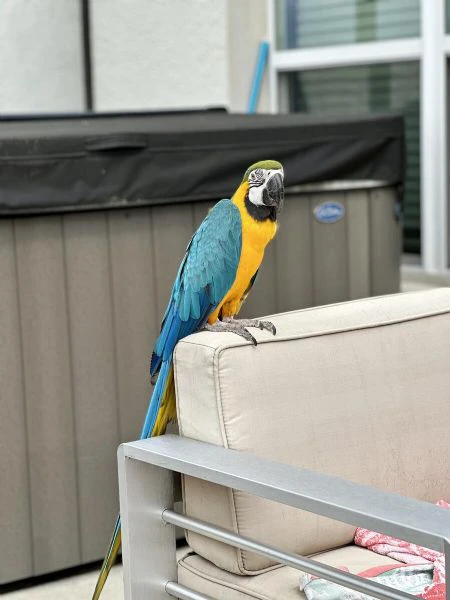 coppia di pappagalli ara blu e oro in adozione...^&*