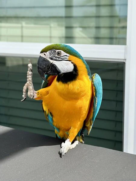 coppia di pappagalli ara blu e oro in adozione...^&* | Foto 1