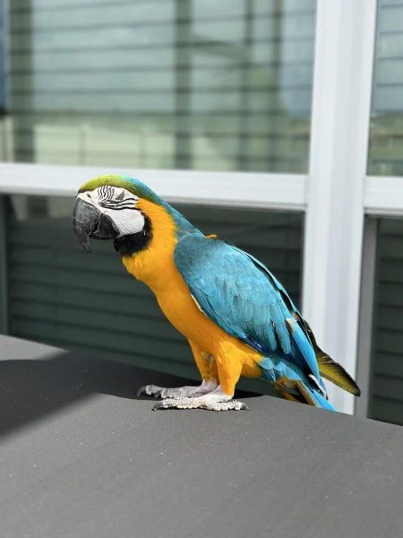 coppia di pappagalli ara blu e oro in adozione...^&* | Foto 0