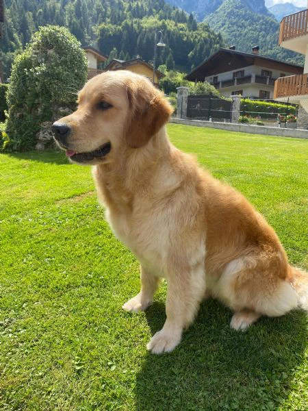 cuccioli maschi golden retriever con pedigree | Foto 4