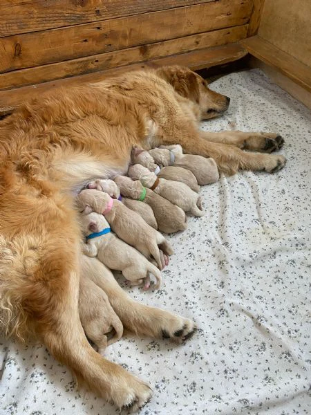 cuccioli maschi golden retriever con pedigree | Foto 1