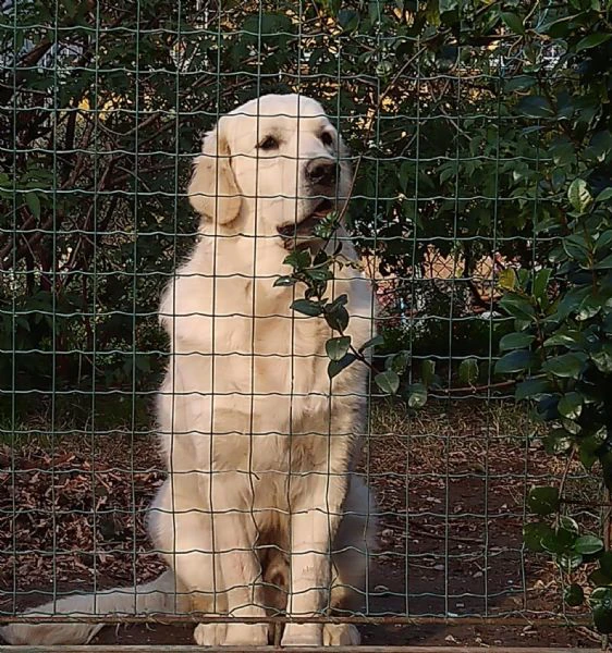 cuccioli maschi golden retriever con pedigree | Foto 0