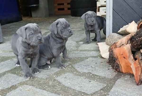 cuccioli cane corso