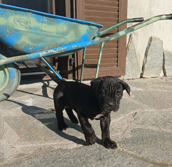 cuccioli cane corso | Foto 5