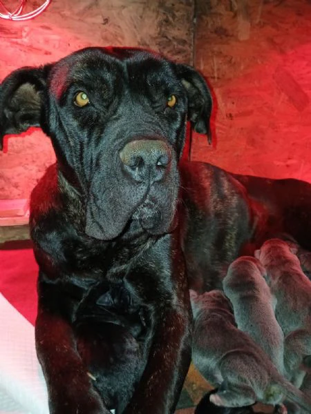 cuccioli cane corso | Foto 4
