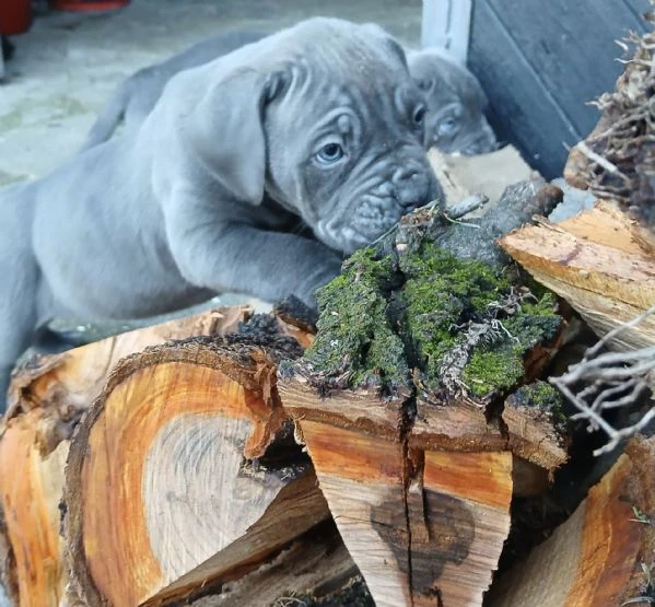 cuccioli cane corso | Foto 3