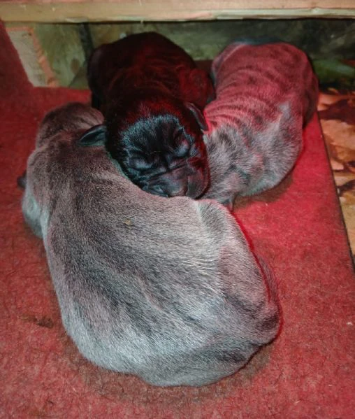 cuccioli cane corso | Foto 2