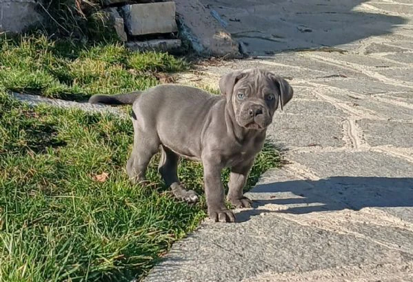 cuccioli cane corso | Foto 1
