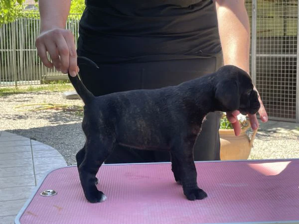cuccioli di boxer | Foto 3