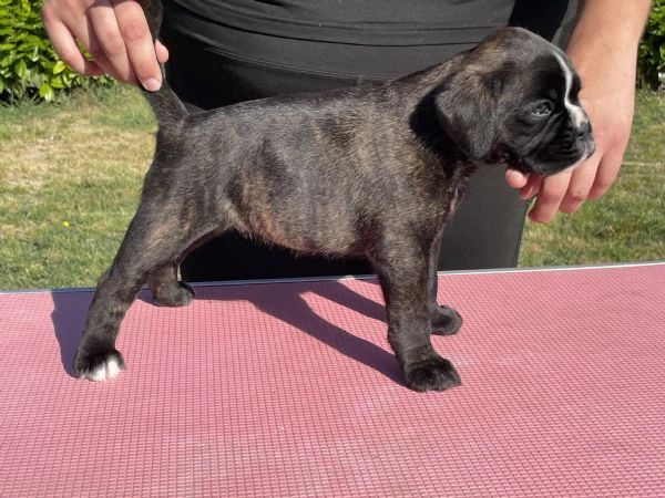 cuccioli di boxer | Foto 1