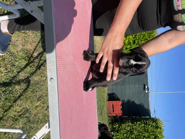 cuccioli di boxer | Foto 0