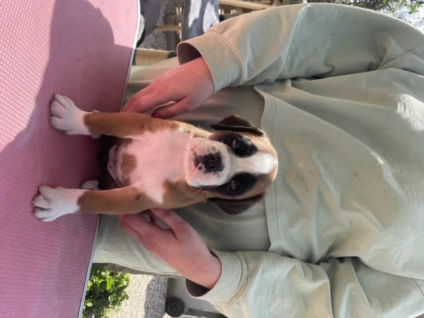 cuccioli di boxer