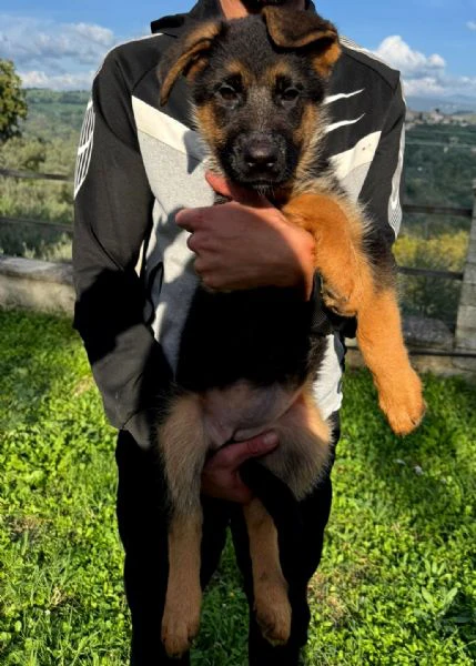 cucciola di pastore tedesco a pelo corto | Foto 0