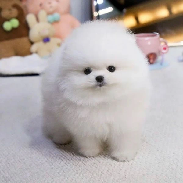 adorabili cuccioli di pomerania con pedigree