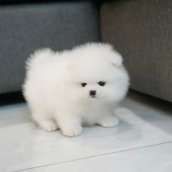 adorabili cuccioli di pomerania con pedigree pronti