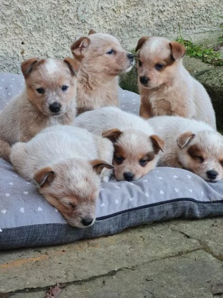 vendo cuccioli di australian cattle dog 