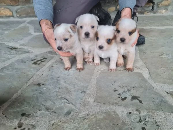 vendo cuccioli di australian cattle dog  | Foto 2