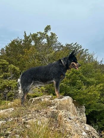 vendo cuccioli di australian cattle dog  | Foto 0