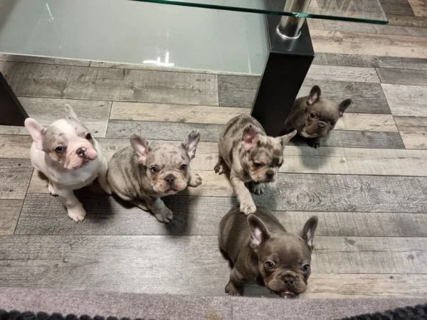 bellissimi cuccioli di bulldog francese