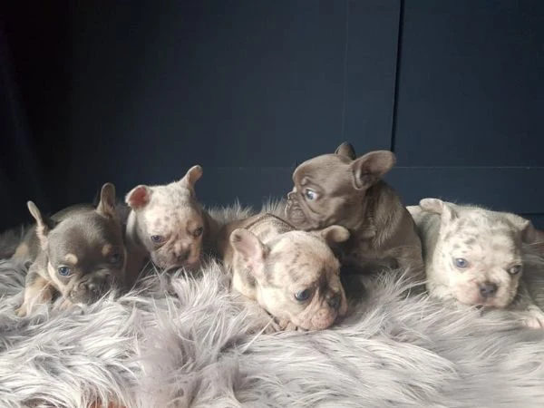 cuccioli di bulldog francese ben addestrati