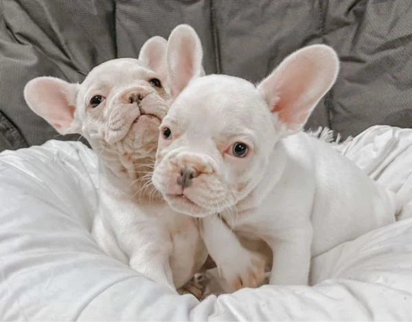 bulldog francese disponibile