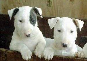 incredibili cuccioli di bull terrier