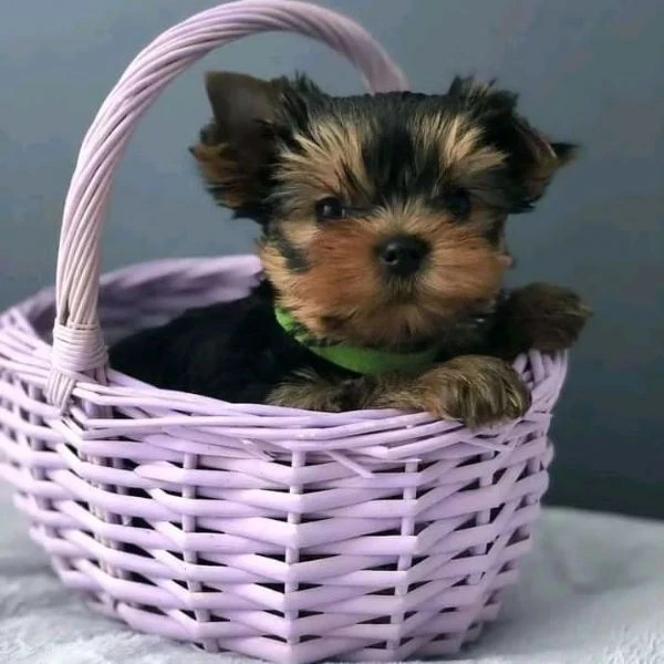 cuccioli di yorkshire registrati per il reinserimento