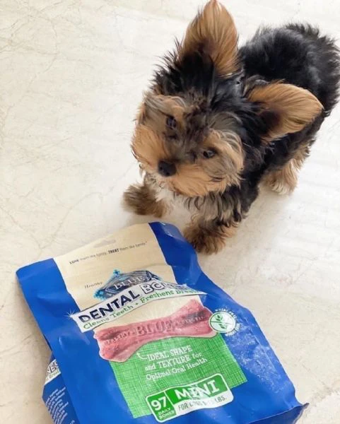 cucciolo di akc yorkshire terrier