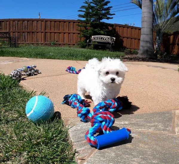 regalo cuccioli di maltese mini toy
