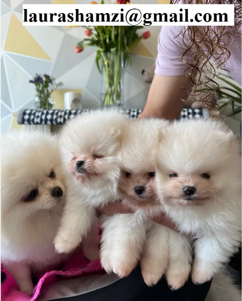 cucciolo pomerania maschio e 2 femmina | Foto 0