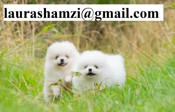 cuccioli di pomerania mini toy femminucce e maschietti 
