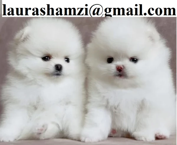 cuccioli di pomerania mini toy femminucce e maschietti  | Foto 1