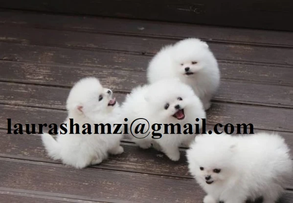 bellissimo piccolo di razza pura dello spitz volpino di pomerania | Foto 0