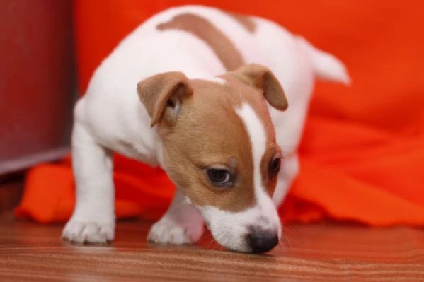 jack russell terrier maschili e femminili.