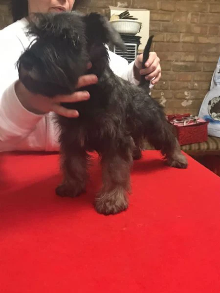 cuccioli zwergschnauzer pepe sale