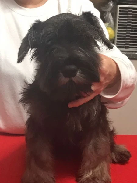 cuccioli zwergschnauzer pepe sale | Foto 5