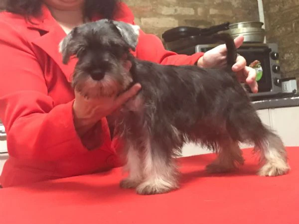 cuccioli zwergschnauzer pepe sale | Foto 3