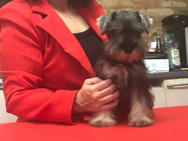 cuccioli zwergschnauzer pepe sale | Foto 2