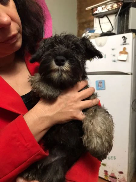 cuccioli zwergschnauzer pepe sale | Foto 1