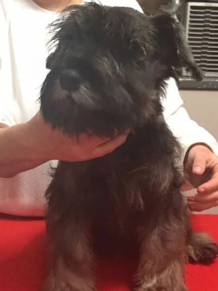 cuccioli zwergschnauzer pepe sale | Foto 0