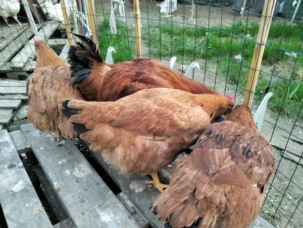 gallo razza pesante con galline | Foto 1