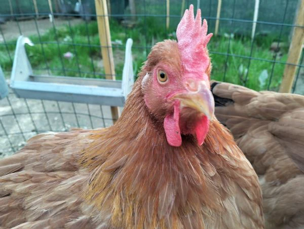 gallo razza pesante con galline | Foto 0