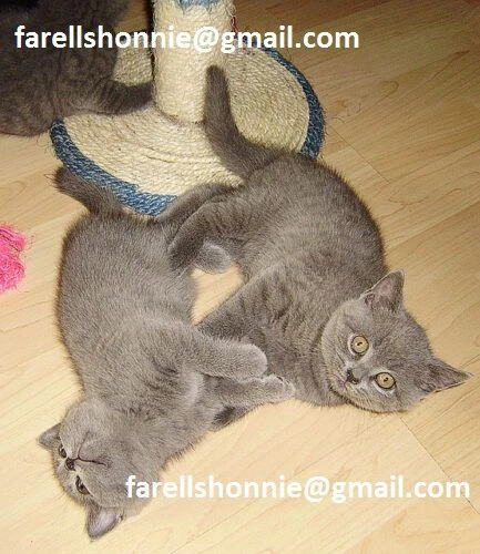 cuccioli di british shorthair in vendita.